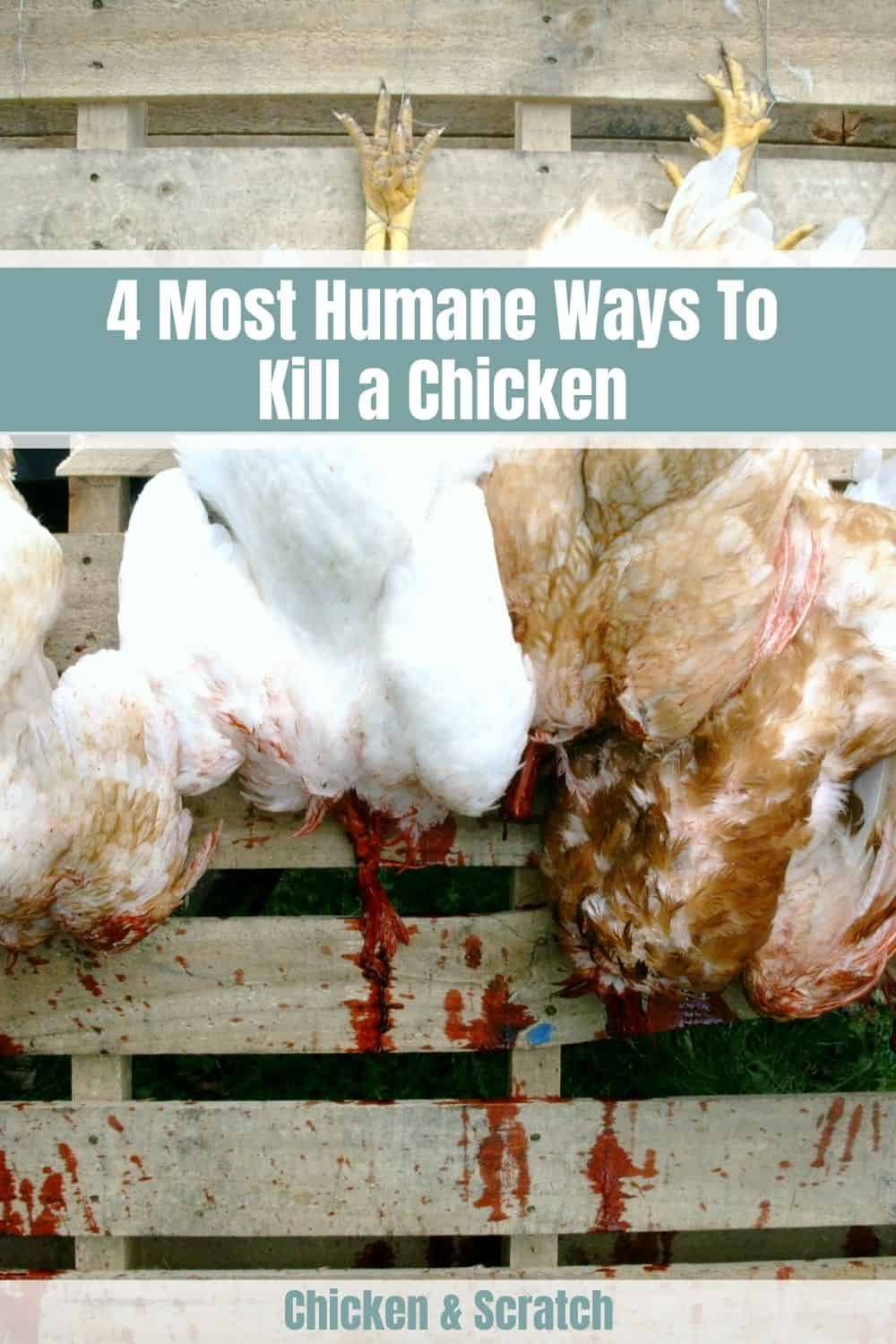 4 Most Humane Ways To Kill a Chicken (Step-By-Step Guide)