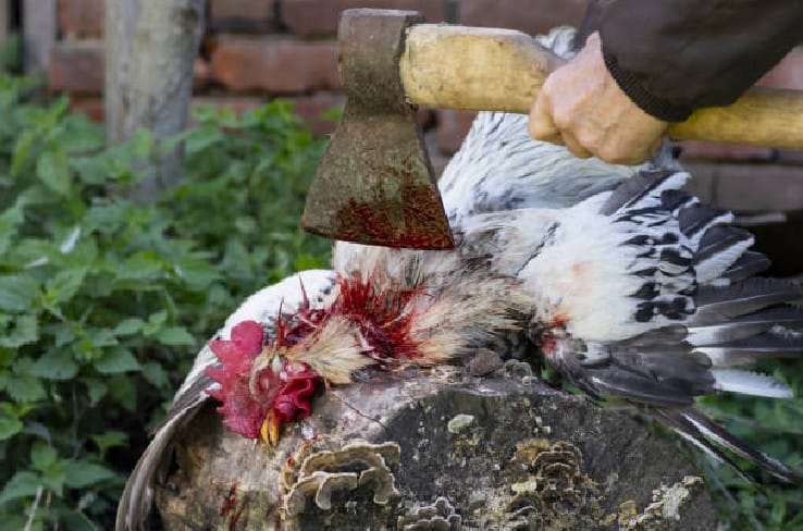 humane Art, ein Huhn zu töten