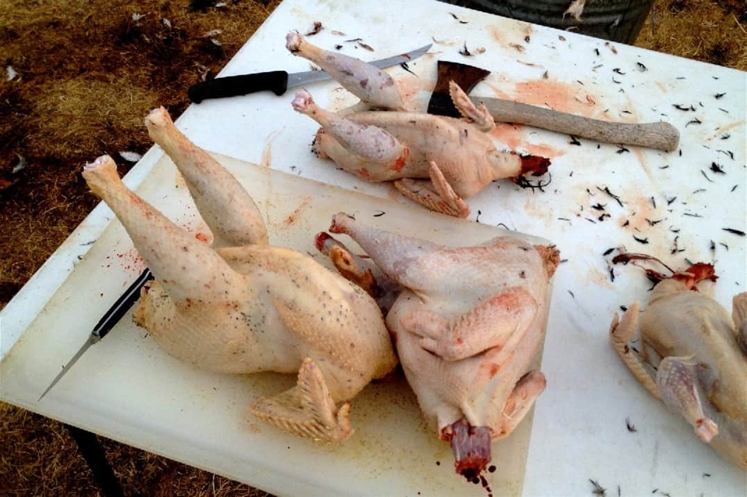 humane ways to kill a chicken