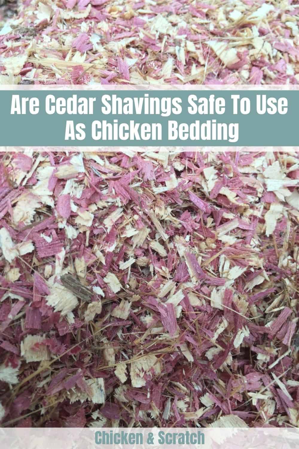is cedar toxic to chickens