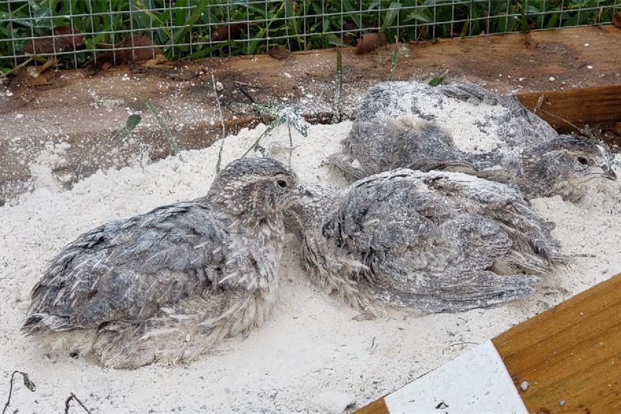 is diatomaceous earth safe for chickens