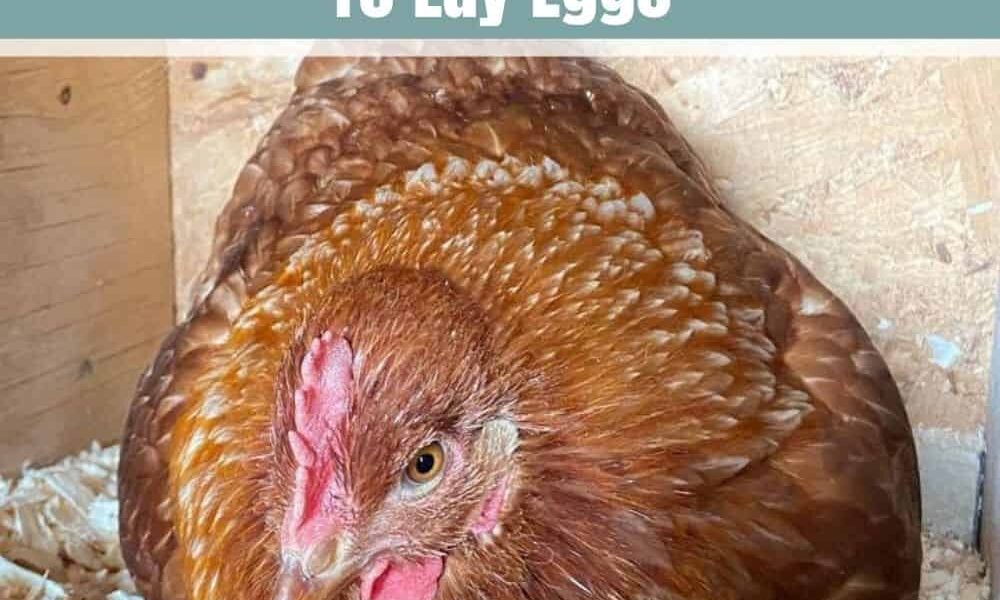 Is It Painful For Chickens To Lay Eggs?