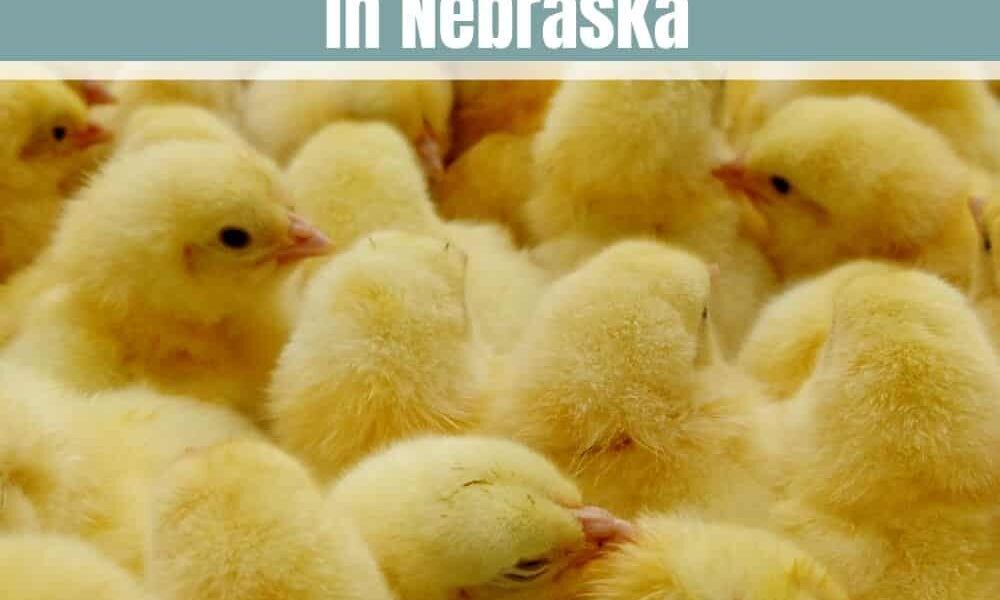 Top 5 Chicken Hatcheries in Nebraska – Review & Guides