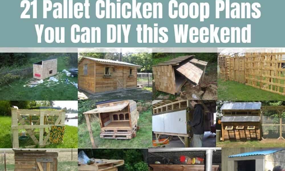 21 Free Pallet Chicken Coop Plans (Ventilated & Easy-fit)