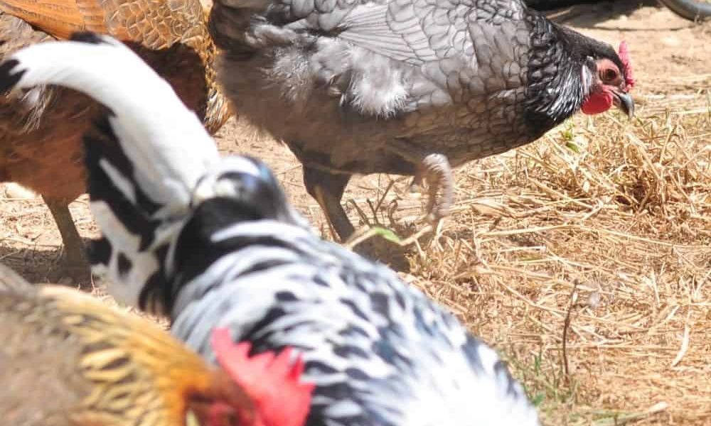 The Complete Guide to Chicken Pecking Order