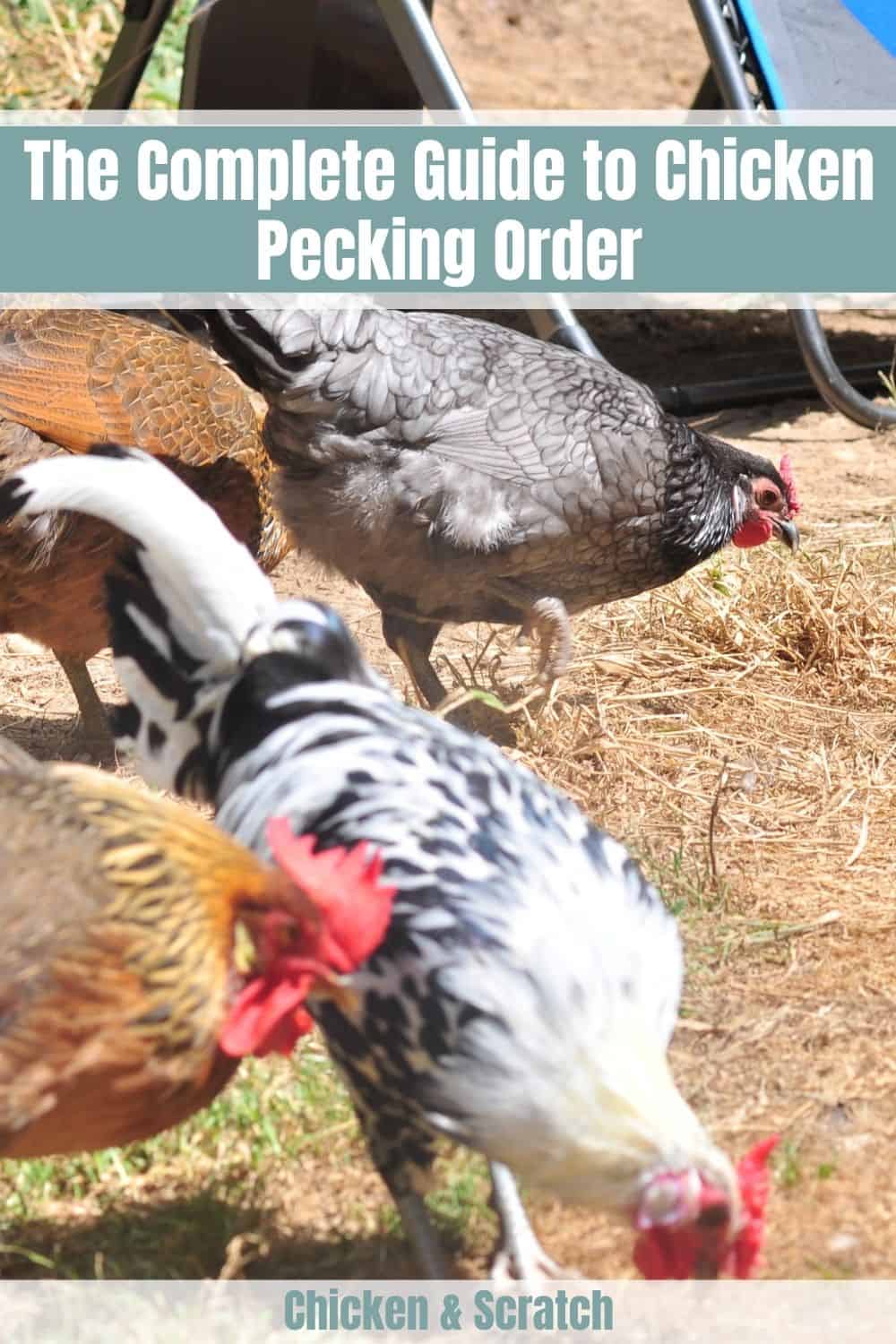 pecking order chickens