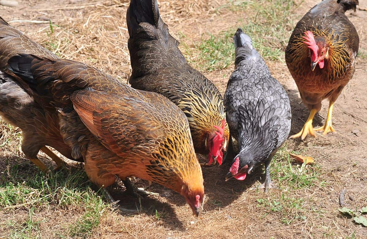 pecking order hens