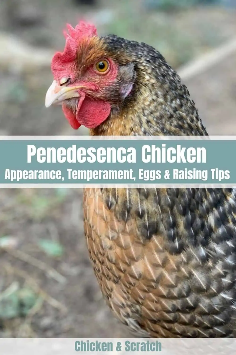 penedesenca chicken