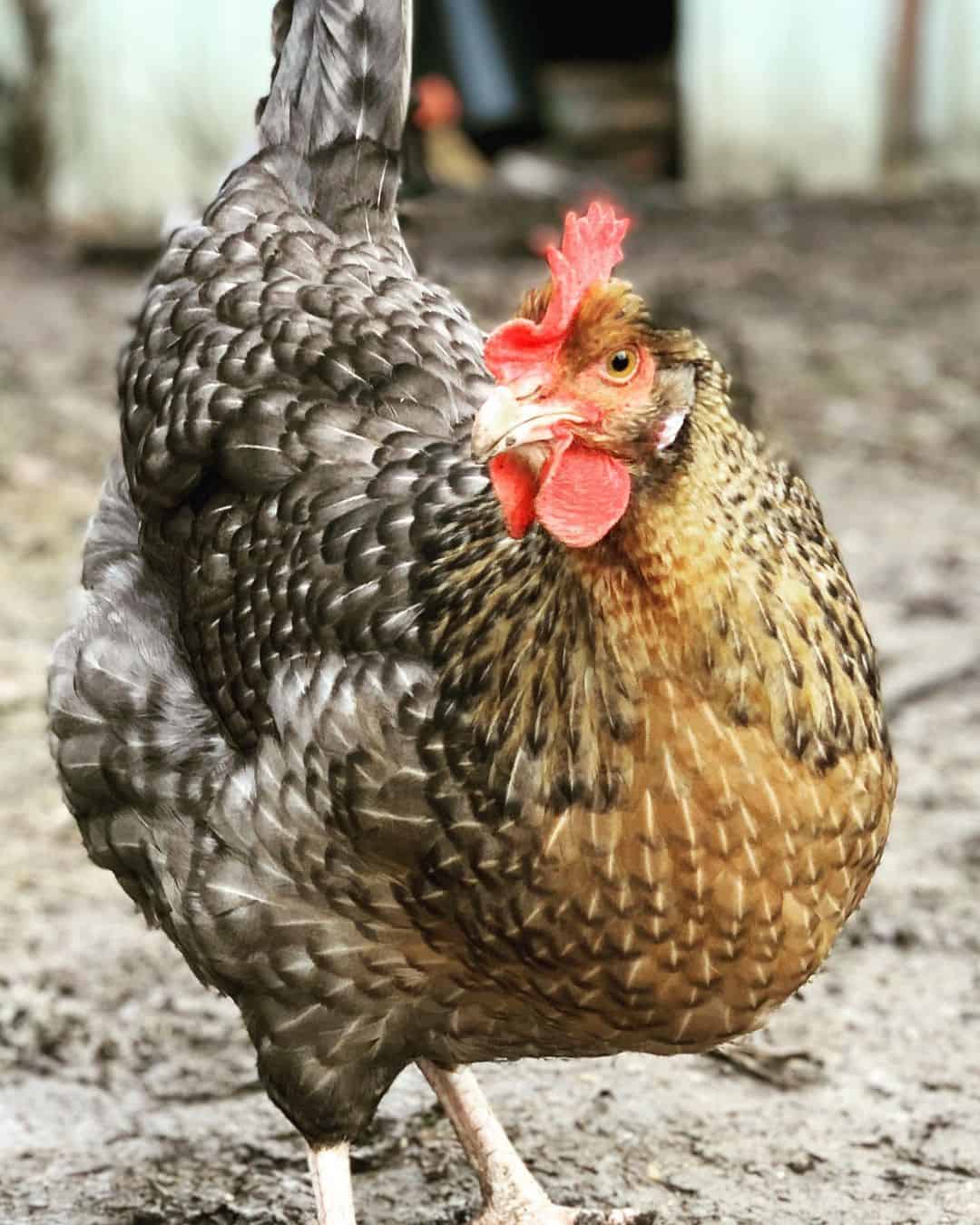 penedesenca chicken