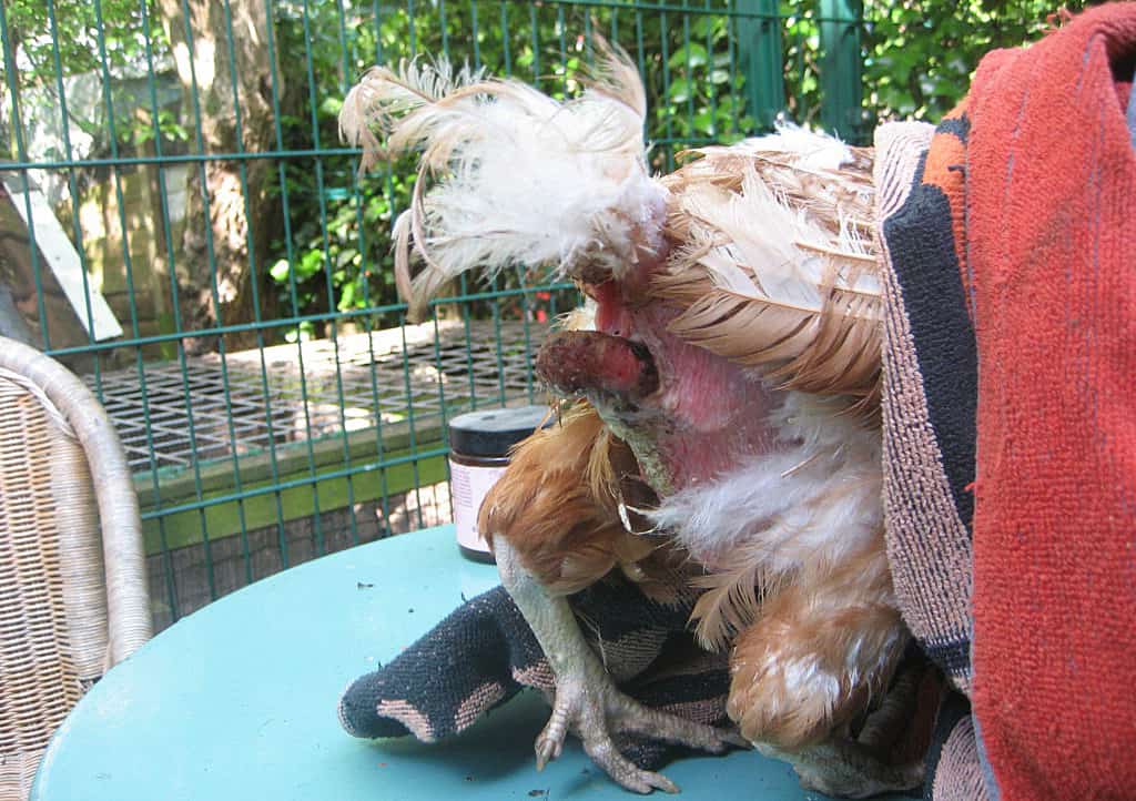 pictures of vent gleet in chickens