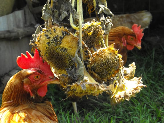 protein for chickens during molting