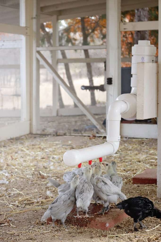 pvc chicken feeder diy Chicken Nipple Watering System