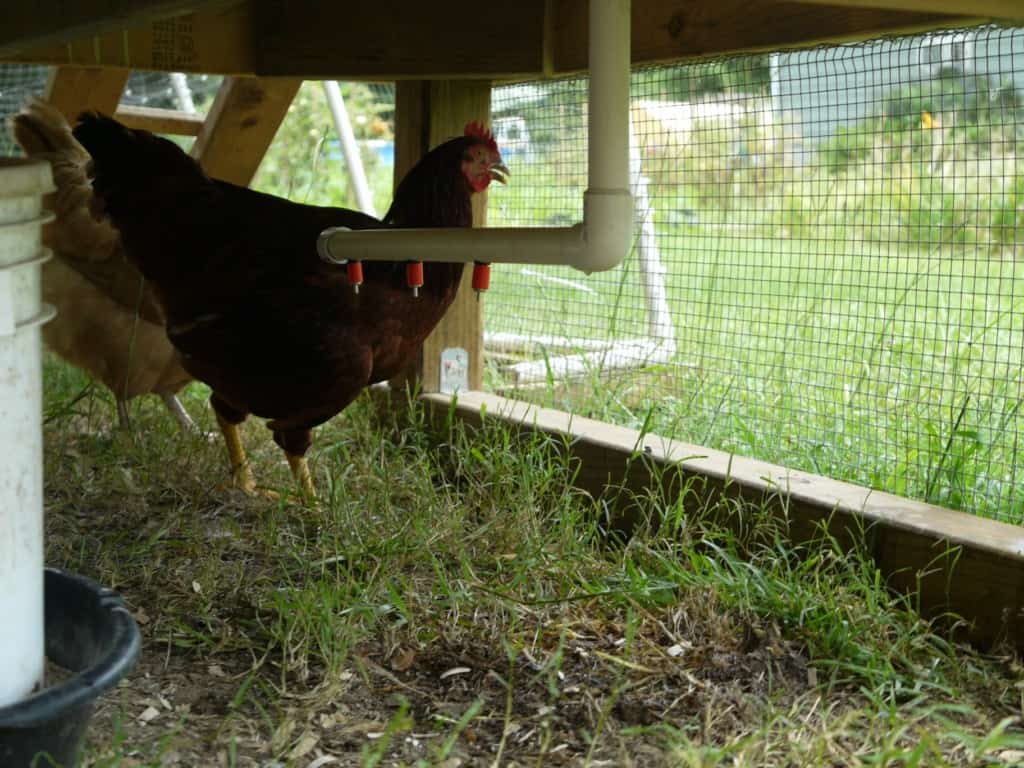 pvc chicken feeder diy Fang Dangled Automatic Chicken Waterer