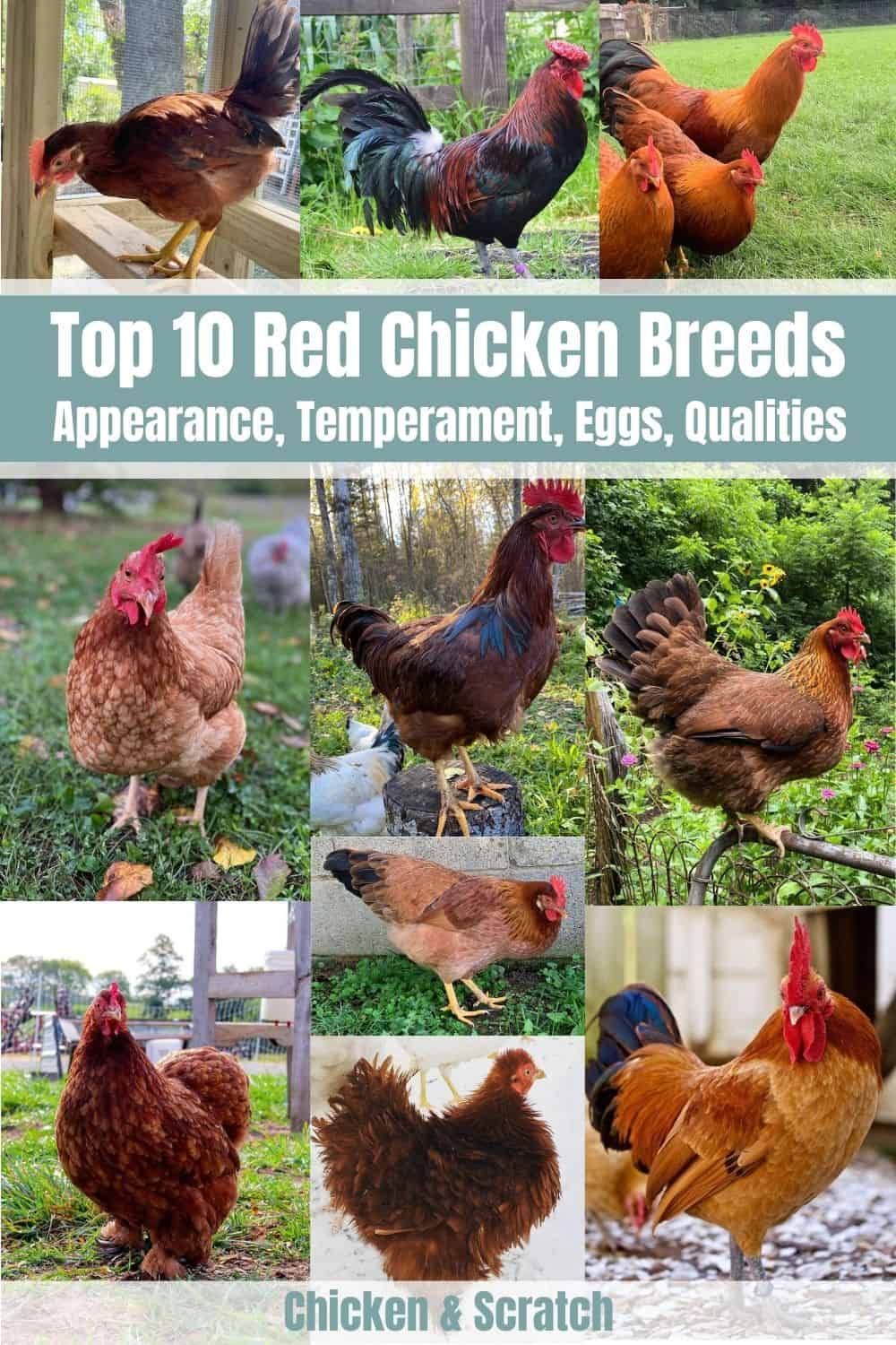 red chicken breeds