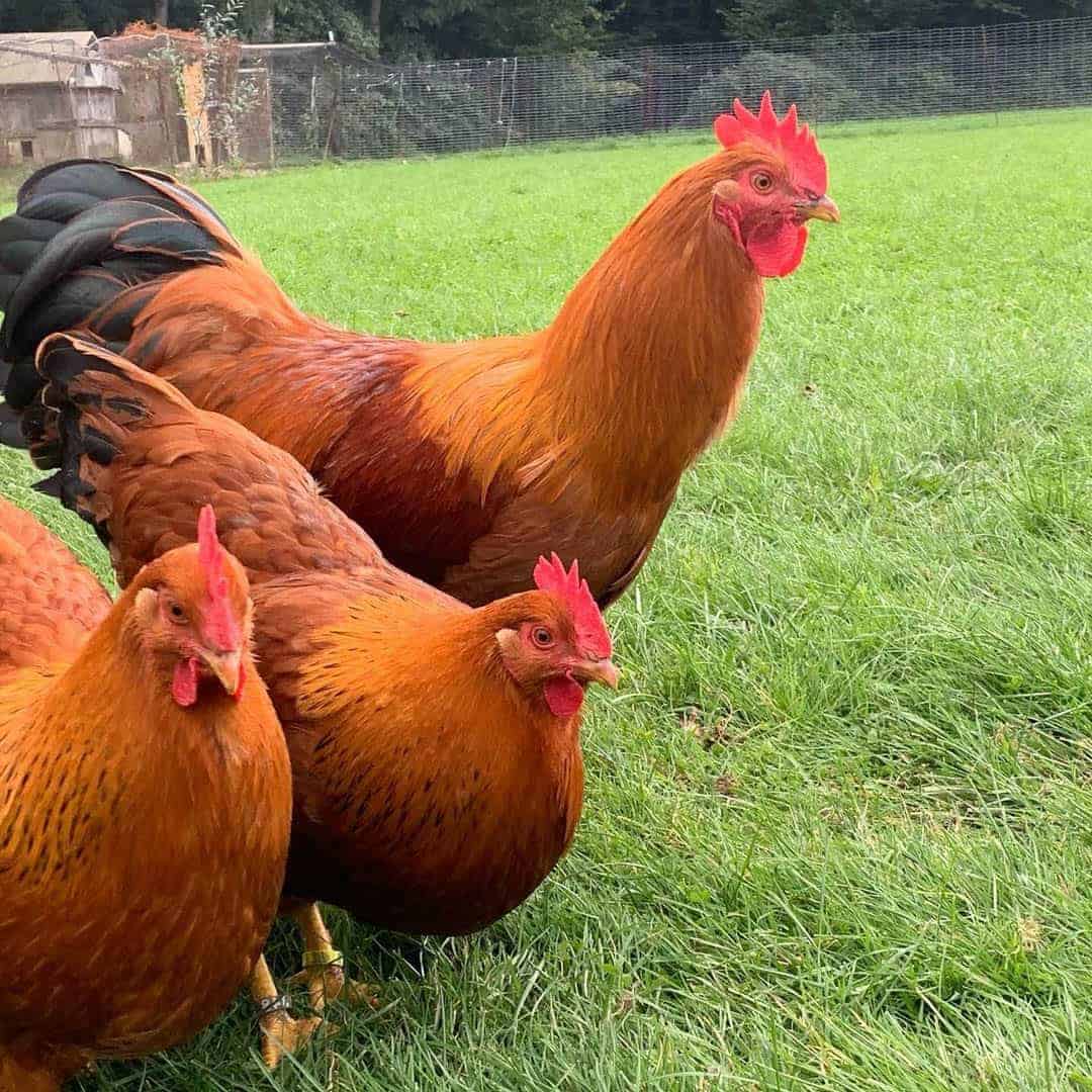 red chicken breeds