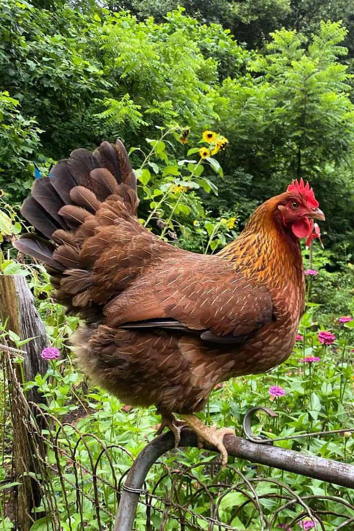 red chickens breeds