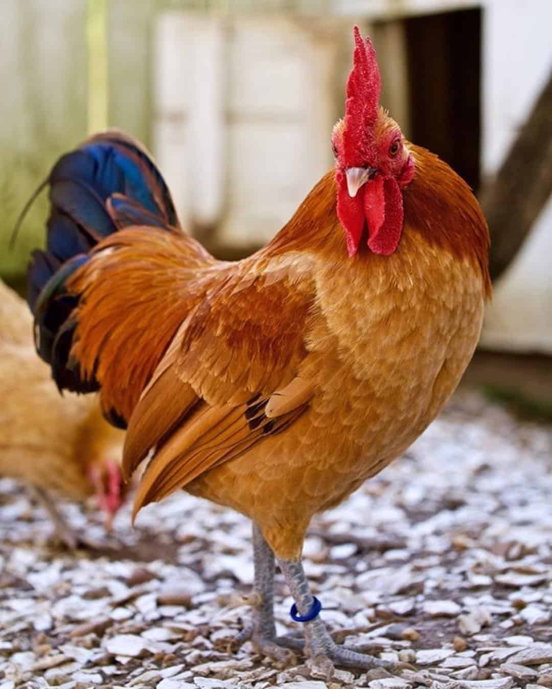 red chicken breeds