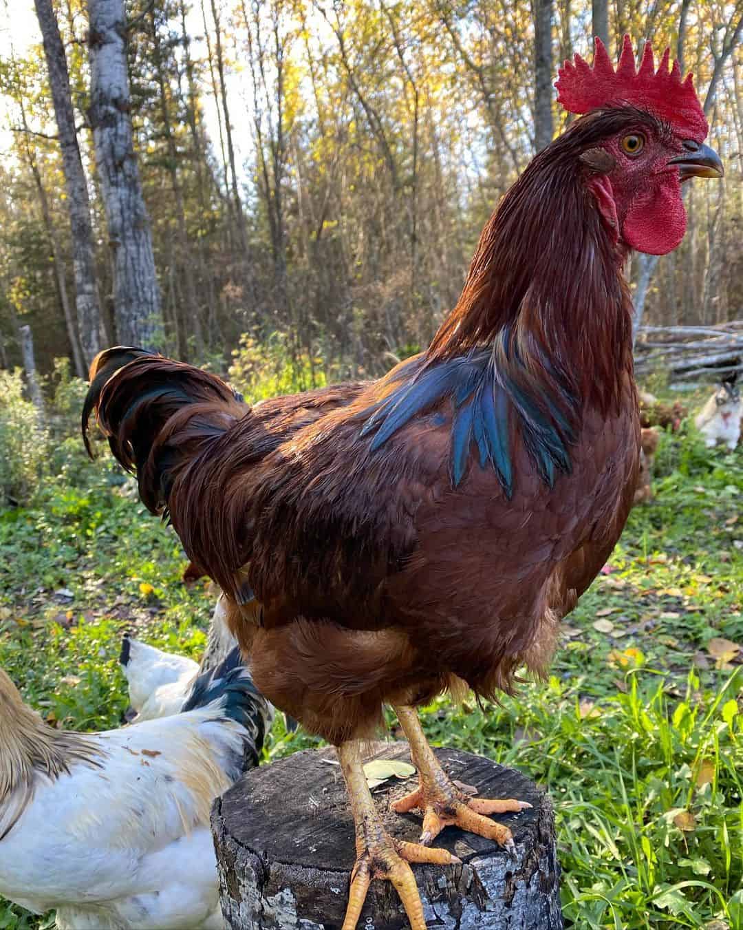 black and red chicken breeds