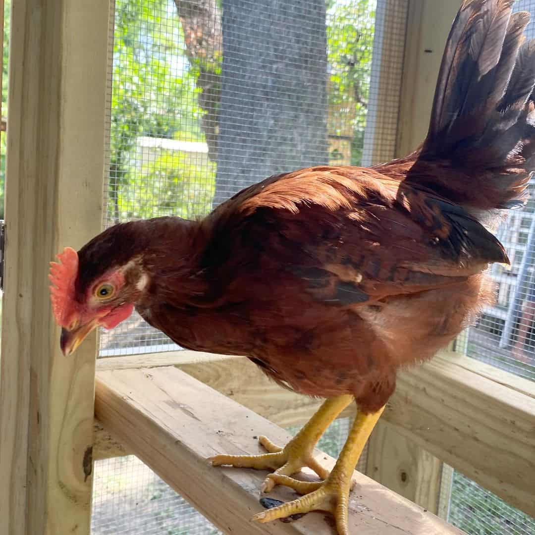 reddish brown chickens