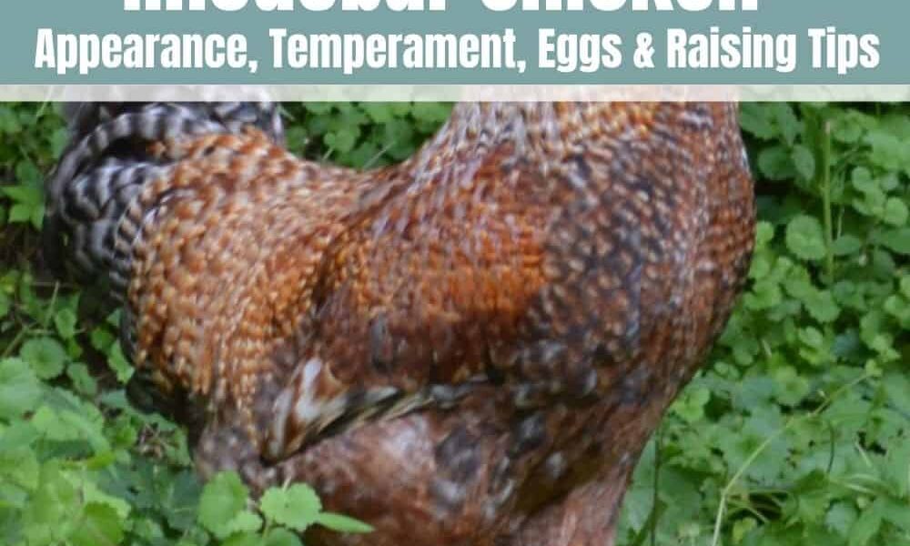 Rhodebar Chicken Guide: Size, Eggs, Temperament and More