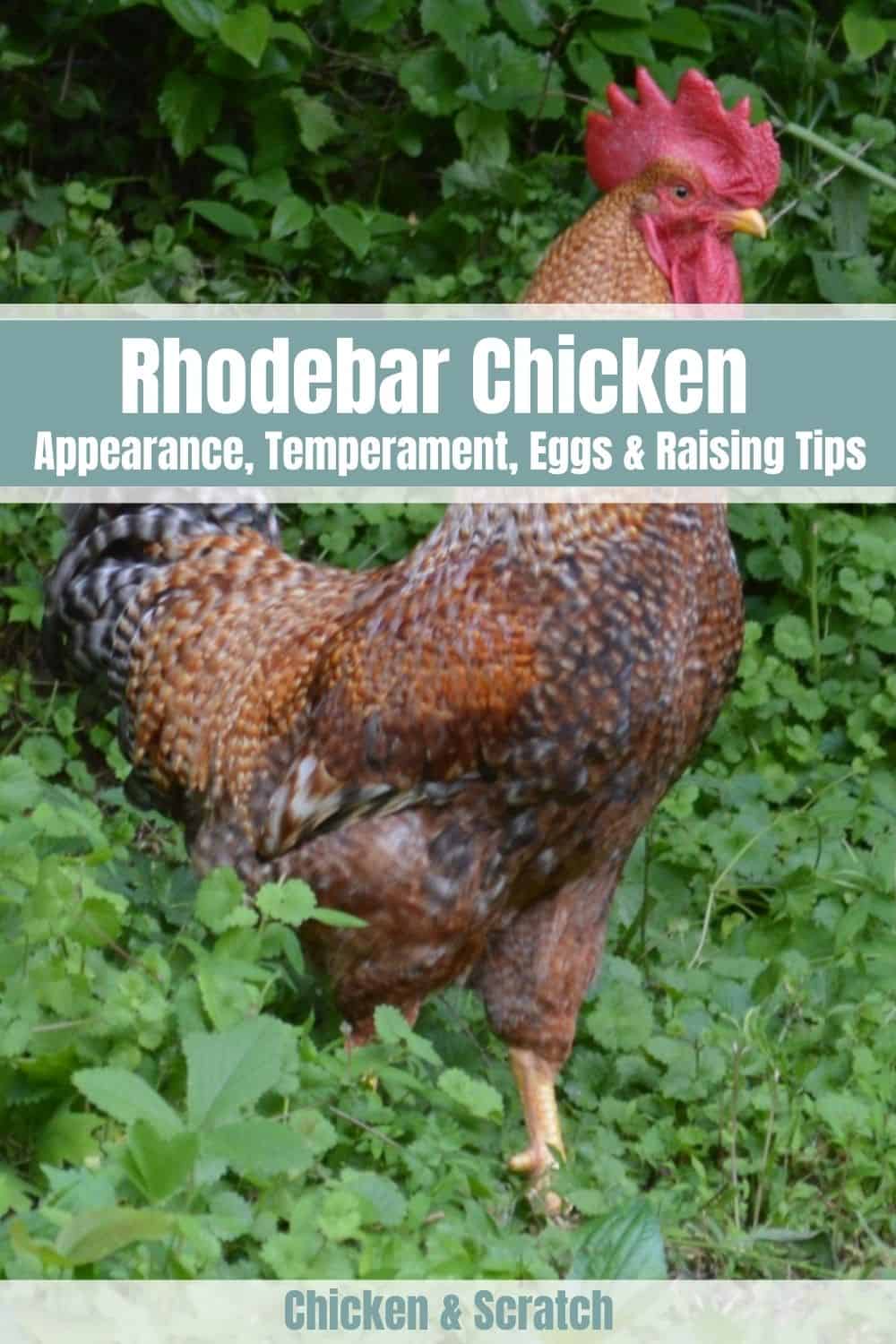 Rhodebar Chicken: Appearance, Temperament, Eggs and Raising Tips