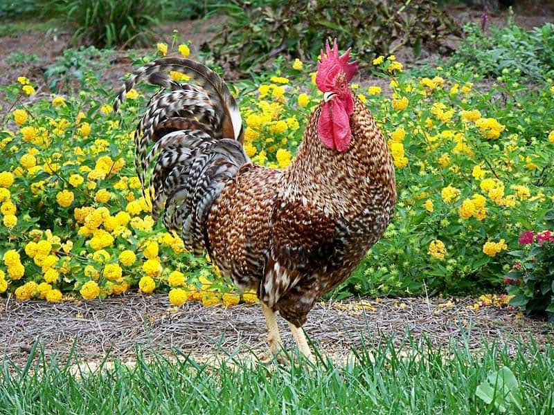 rhodebar rooster