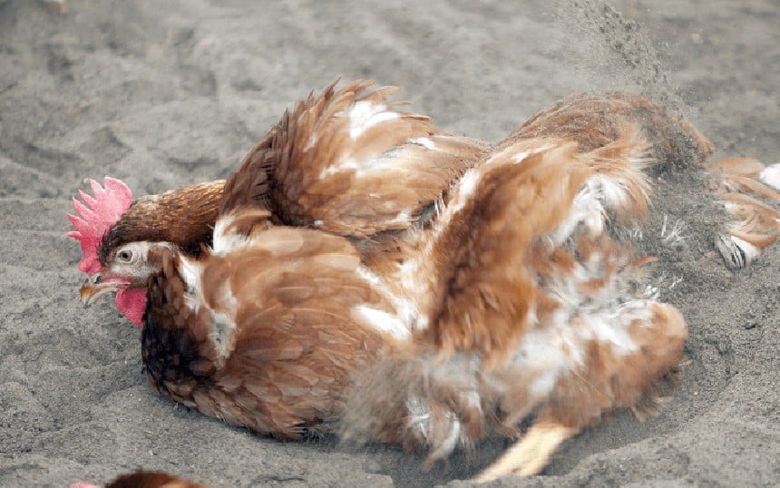 river sand for chicken coop