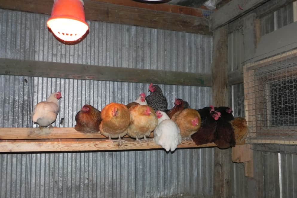 roost space per chicken