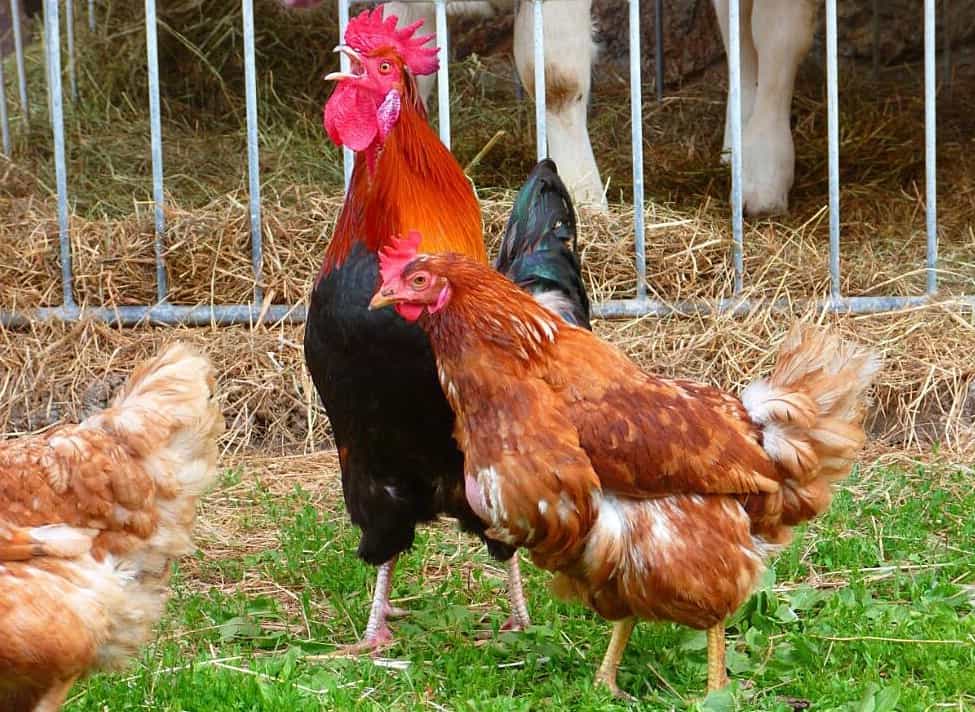 rooster pecking