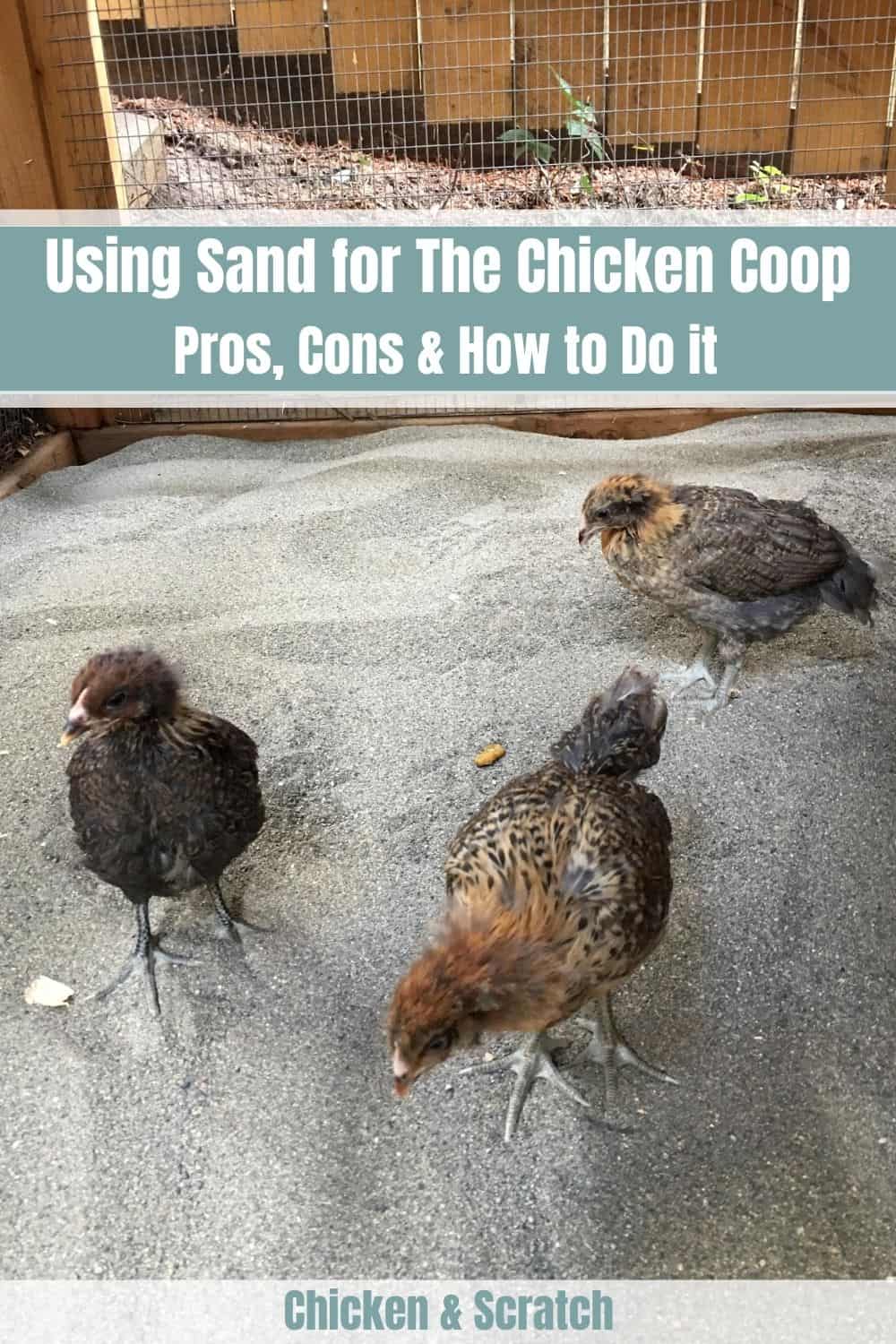 sand for chicken coop