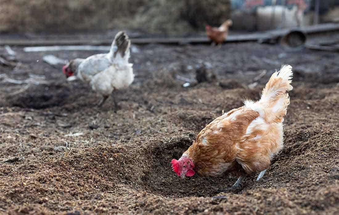 sand in chicken coop