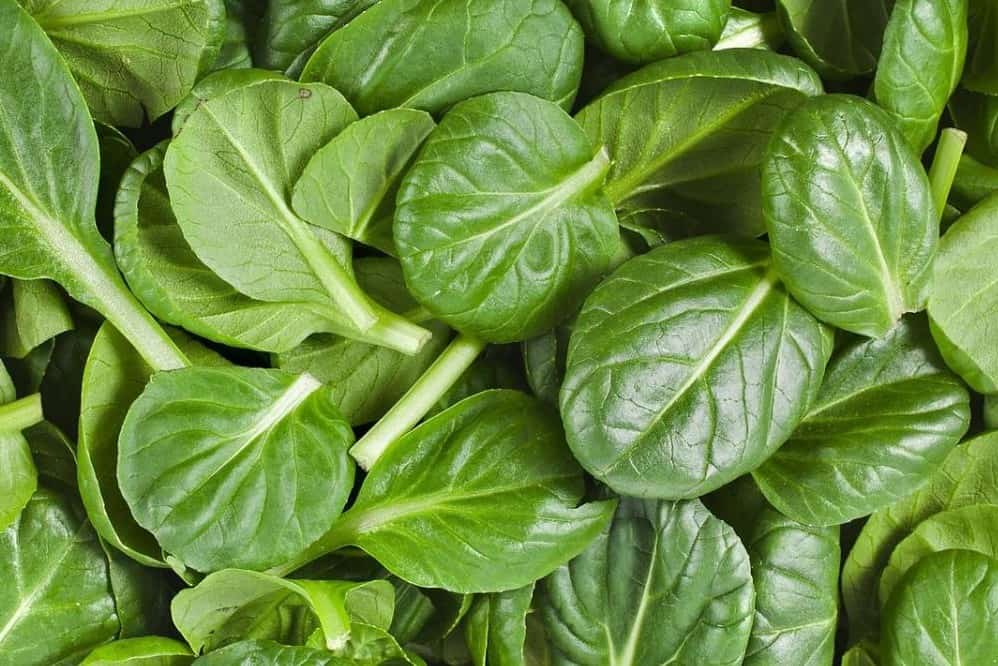 spinach and chicken diet