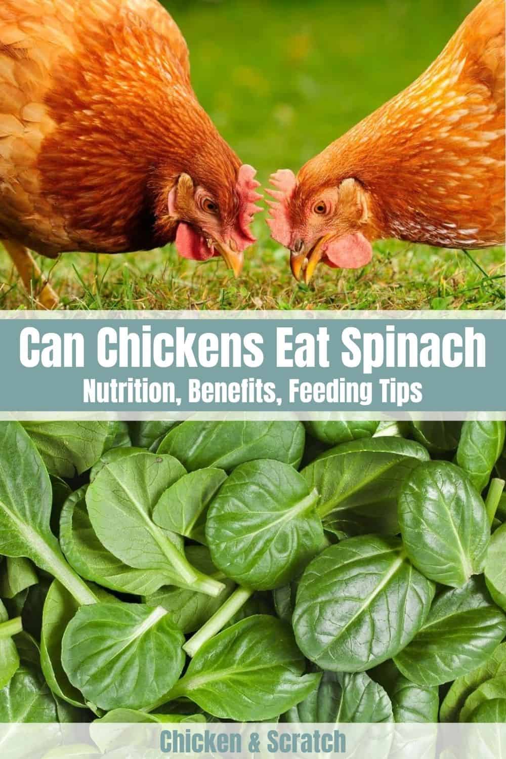 spinach for chicken