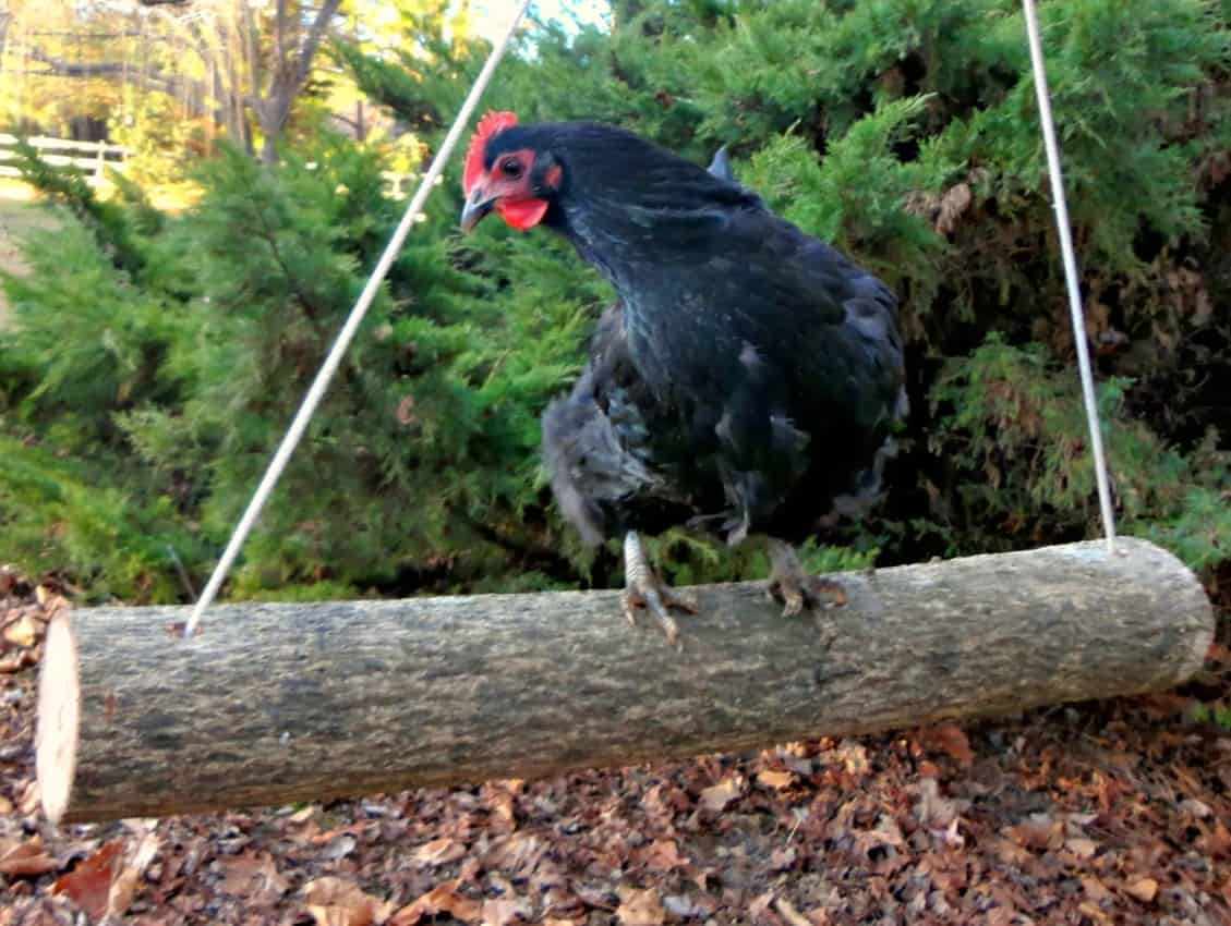 swings for chickens