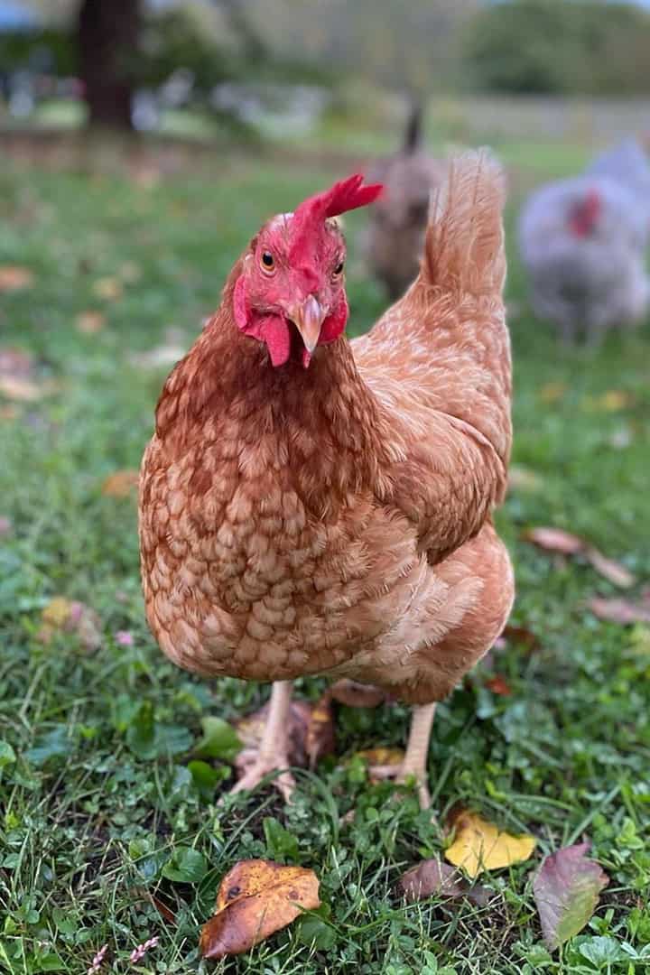 types of red chickens