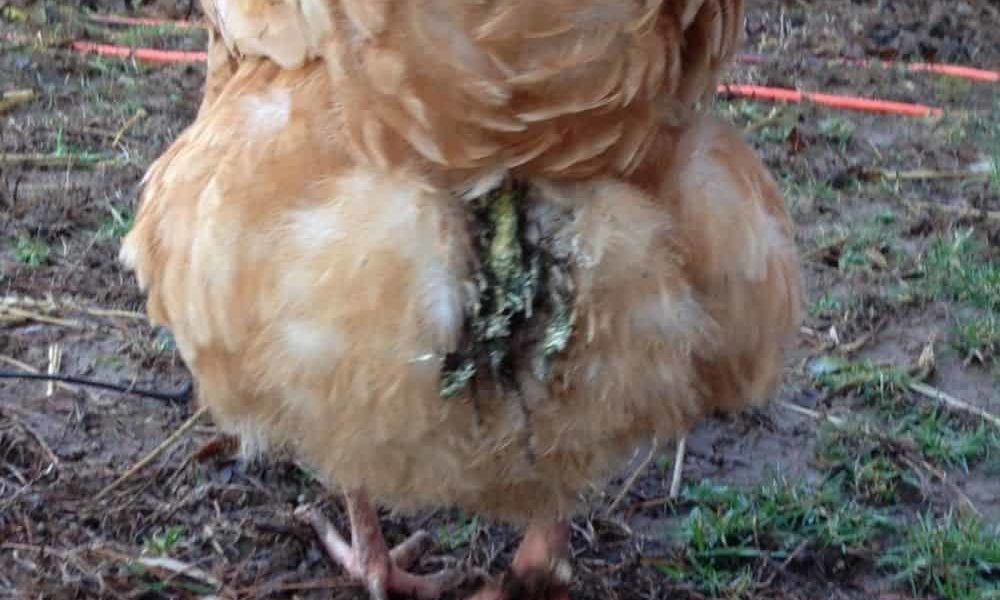 Vent Gleet in Chickens: Identify, Causes, Treatment & Prevention