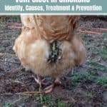 Vent Gleet in Chickens: Identify, Causes, Treatment & Prevention