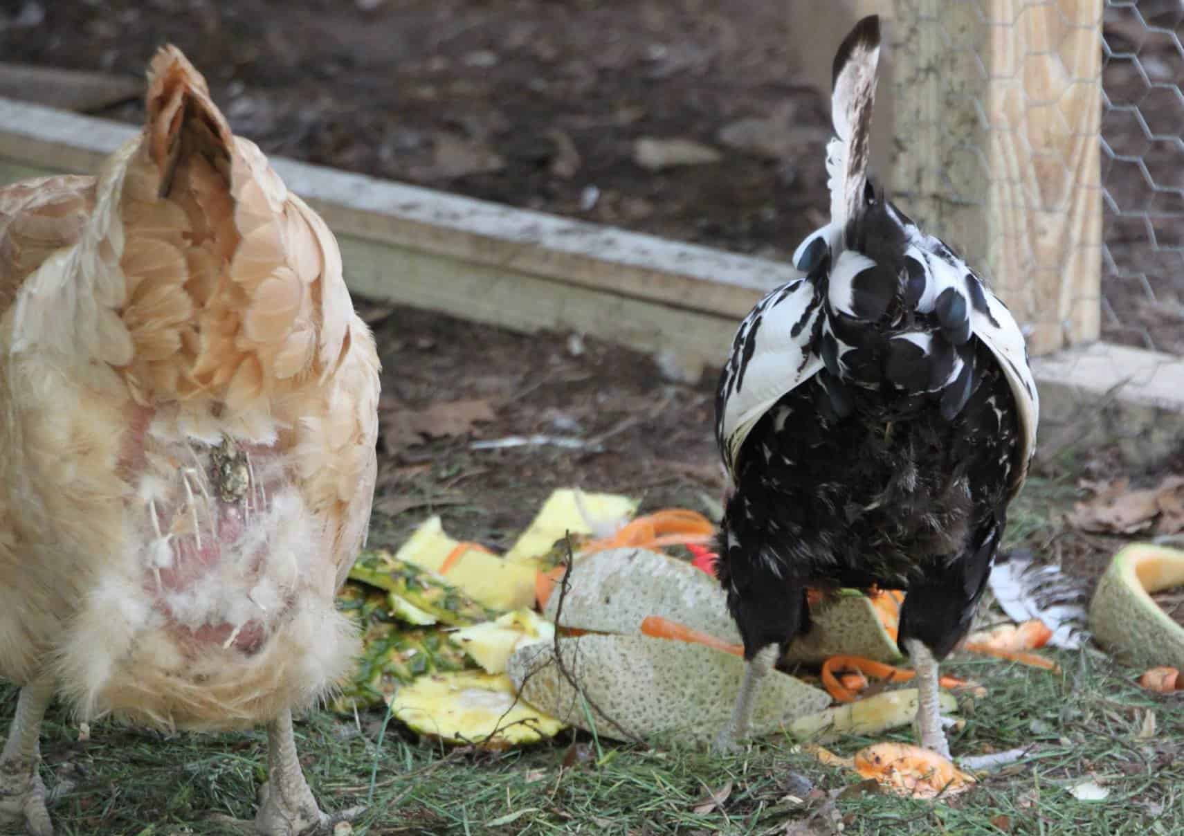 vent gleet in chickens