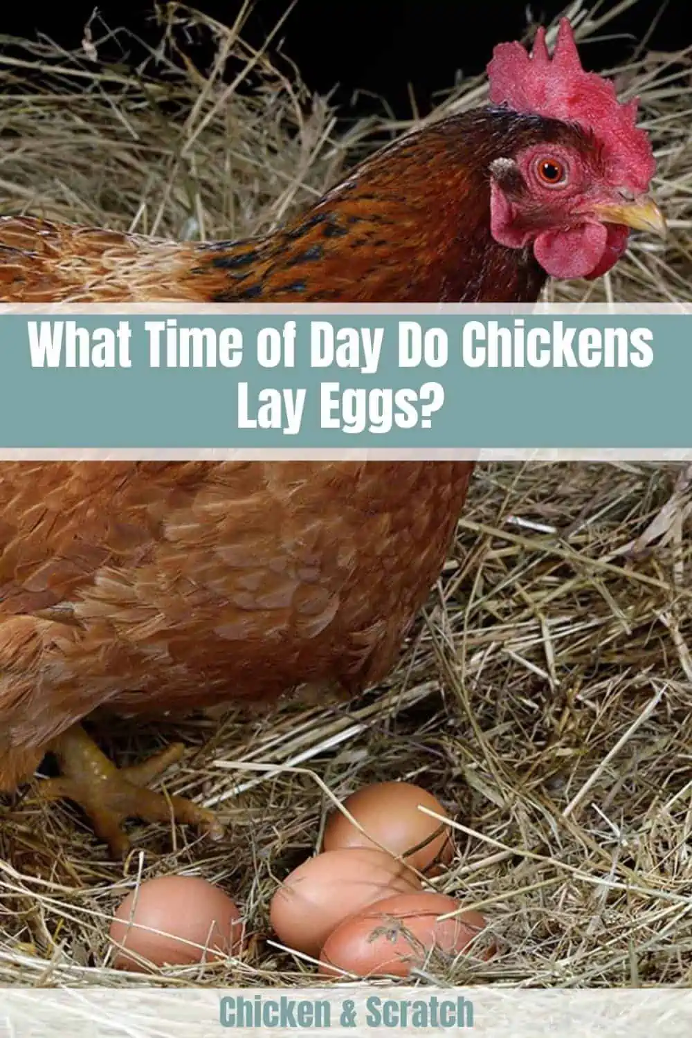 Is It Painful For Chickens To Lay Eggs?