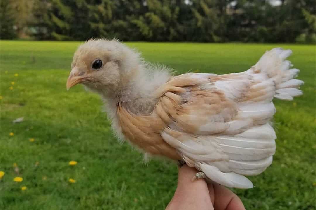 yellow chickens breeds