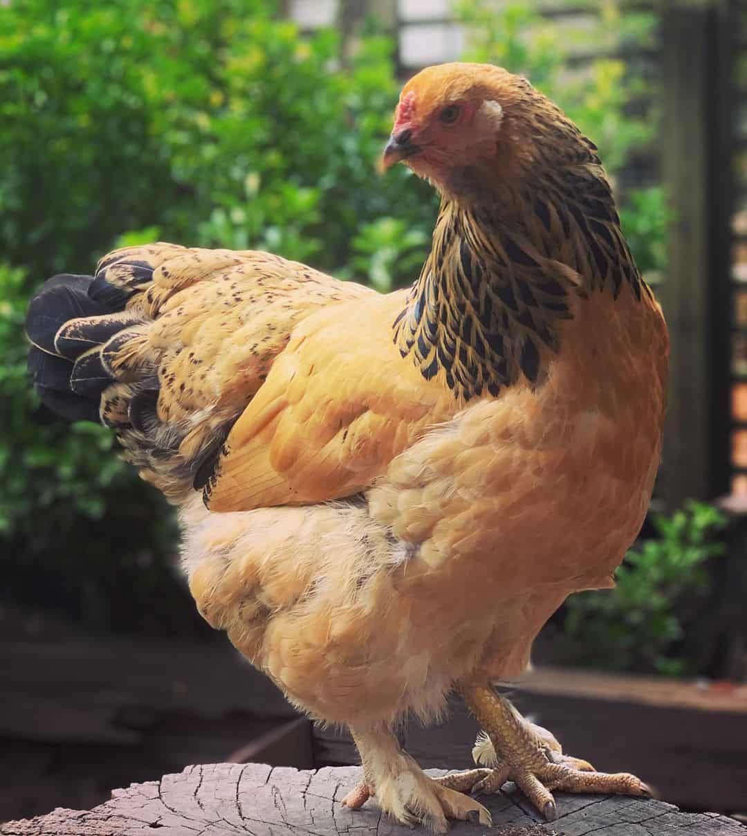 yellow chicken Buff Brahma