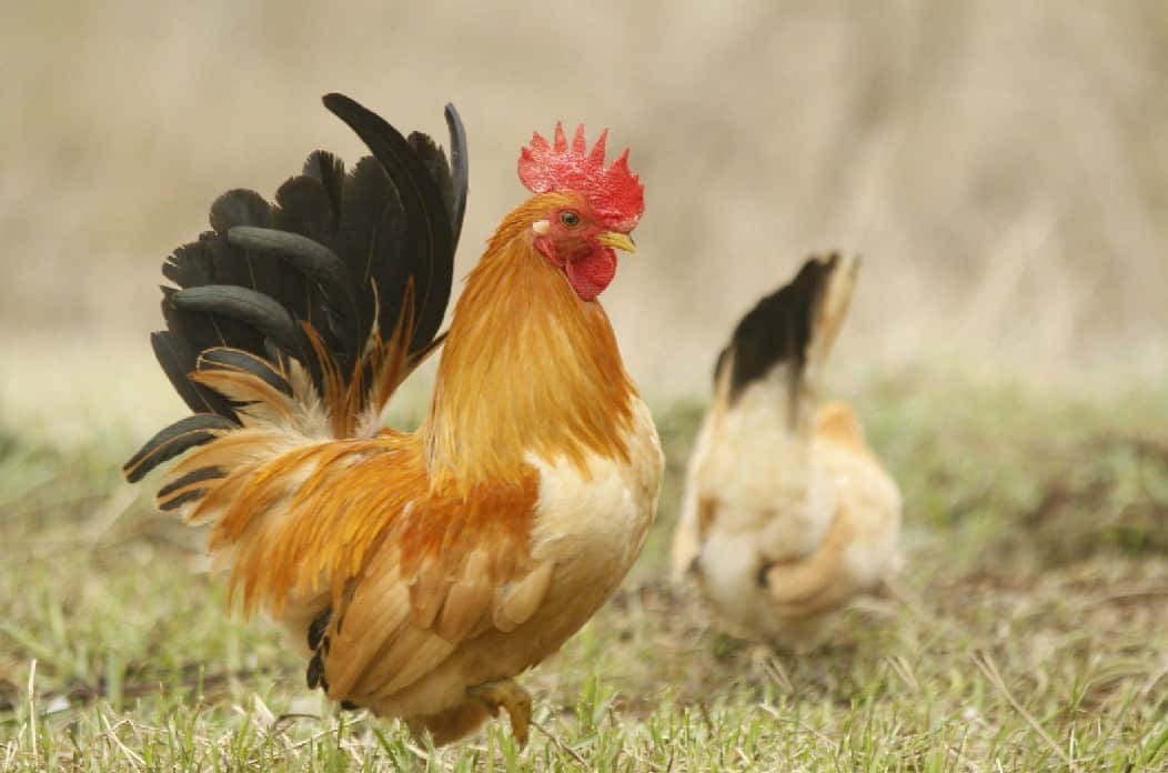 black tail buff japanese bantam