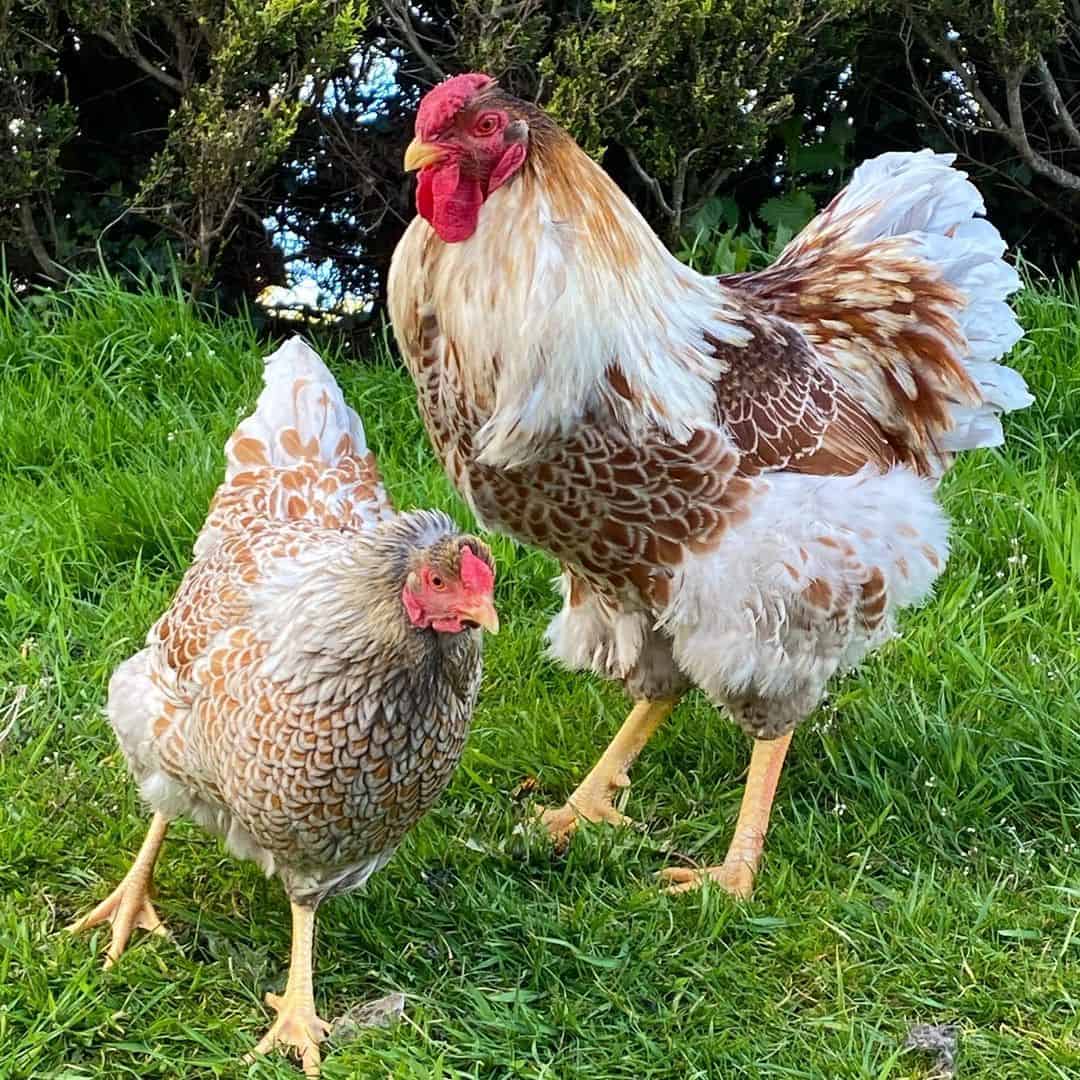 yellow chicken breeds Buff Laced Wyandotte