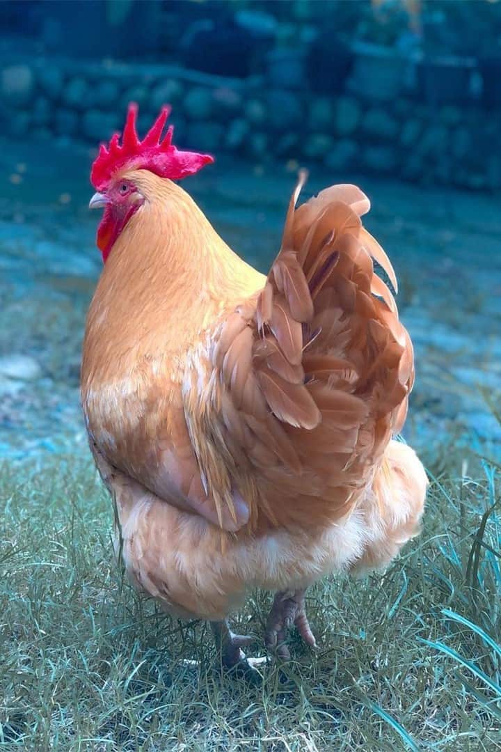 yellow chicken breeds Buff Orpington
