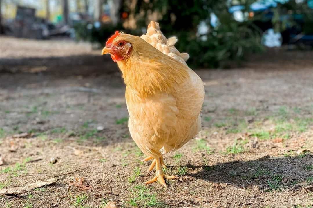 yellow chicken breeds Buff Rock