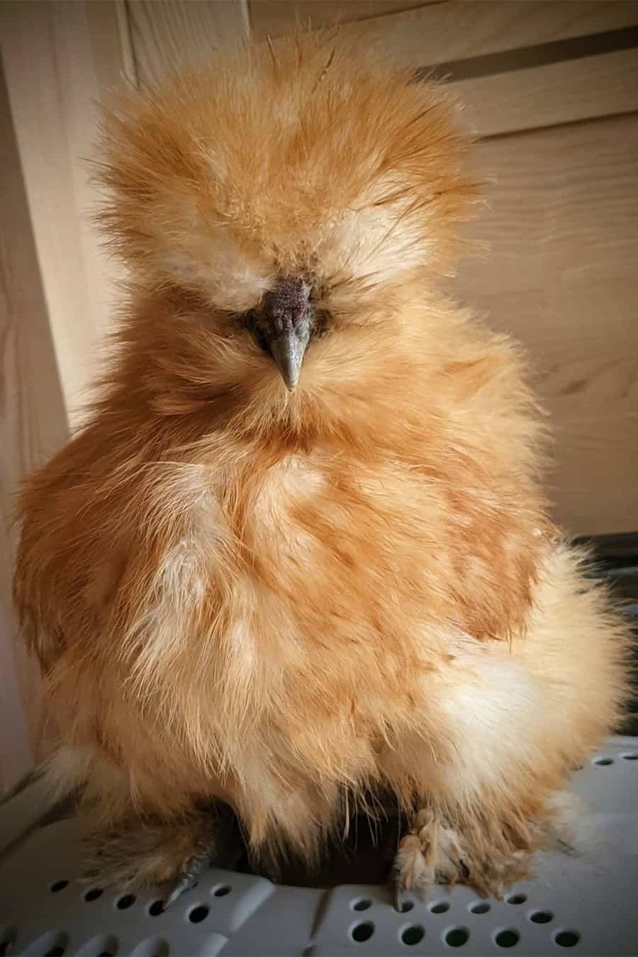 yellow chicken breeds Buff Silkies