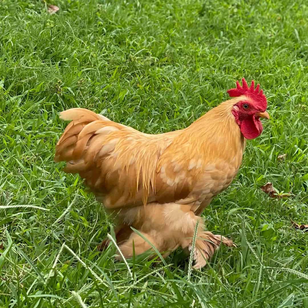 yellow chicks breed Buff Cochin