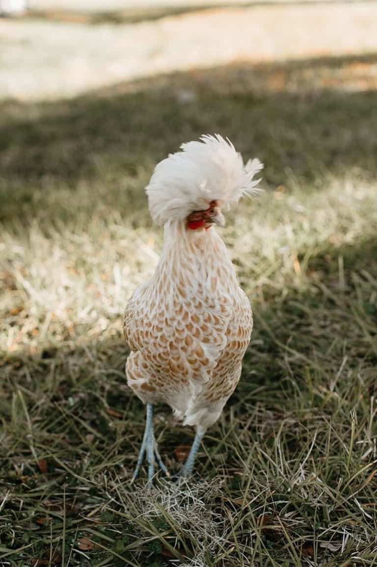 Top 11 Yellow Chicken Breeds (with Pictures)