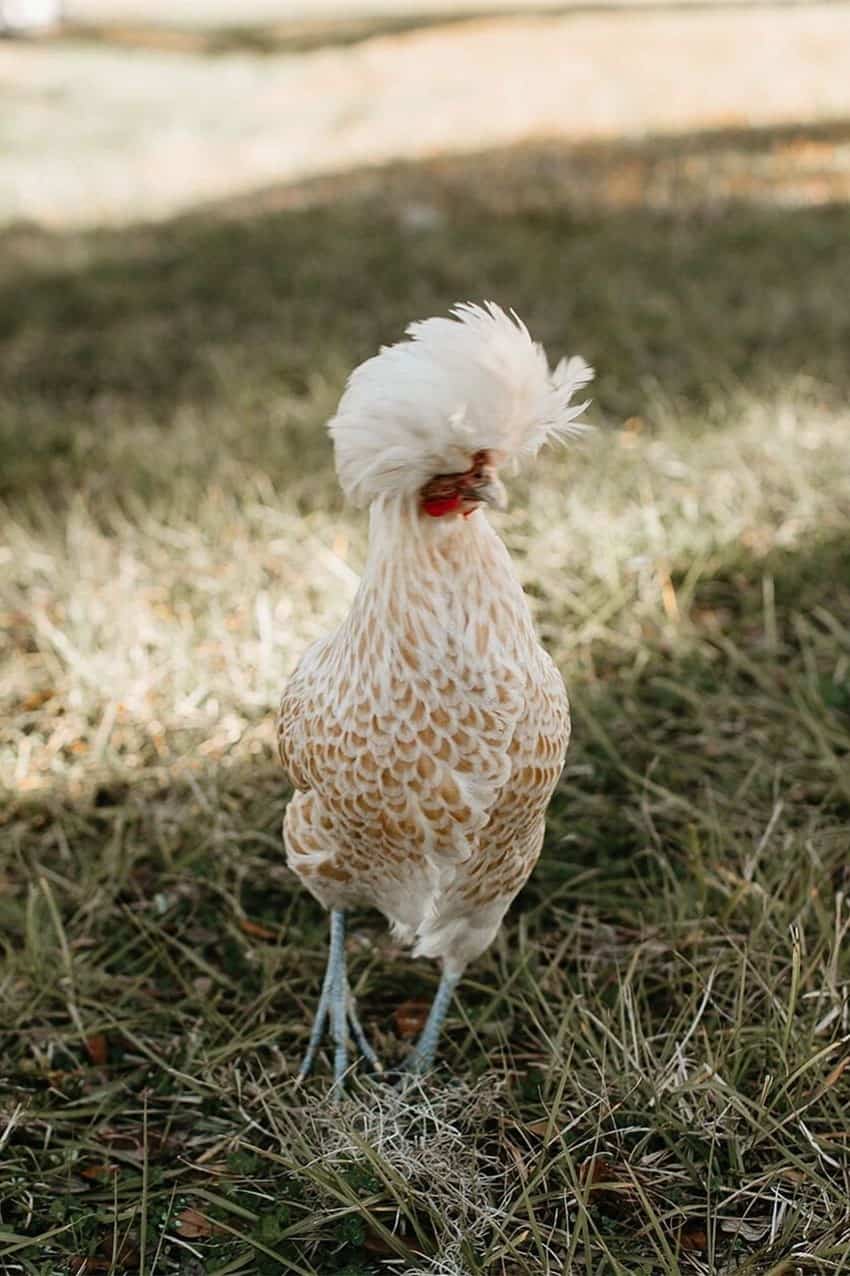 yellow hen Buff Laced Polish