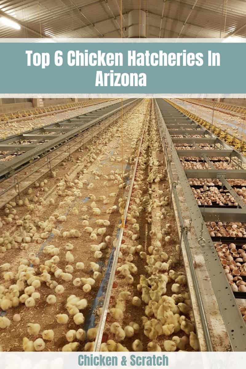 Arizona chicken hatcheries
